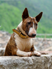 Portrait of a Bull Terrier dog