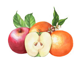 Hand-drawn watercolor fruits clip art. Isolated illustration of the red apples and juicy oranges on the white background. Food drawing for package, poster, banner, advertisement.