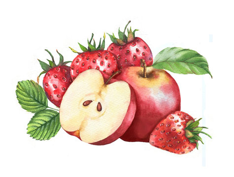 Hand-drawn watercolor fruits clip art. Isolated illustration of the red apples and juicy strawberries on the white background. Food drawing for package, poster, banner, advertisement.