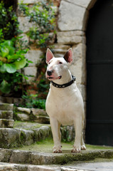 Portrait of a white Bull Terrier dog