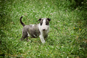 Portrait of a Bull Terrier puppy dog