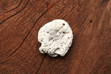 A white color coral  put on the brown color hardwood surface background represent the sea living organism.