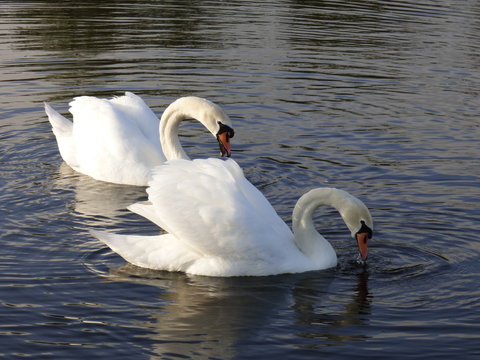 la vie de couple du cygne