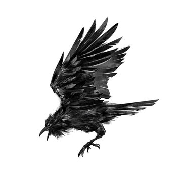 Painted flying raven bird on white background