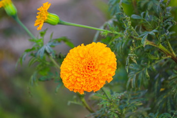 marigold yellow flower blooming beautiful in garden (Tagetes erecta, Mexican marigold, Aztec marigold, African marigold)