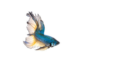 Betta fish, siamese fighting fish, betta splendens isolated on white background