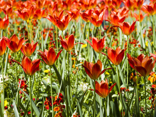 Champ de tulipes