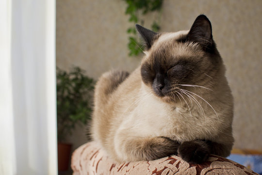 sleeping on the armchair by the window a Siamese cat
