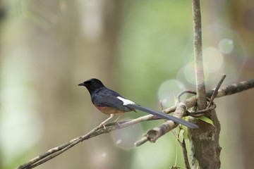  White-rumped Shama,  View Beautiful