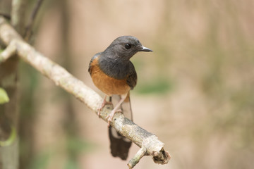 White-rumped Shama,  View Beautiful