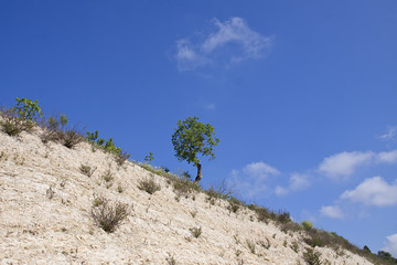 the tree of the balearic islands