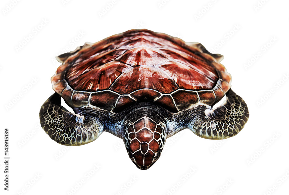 Wall mural loggerhead the loggerhead sea turtle rests isolated on white background