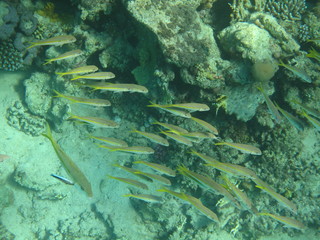 barriera corallina e pesci del mare