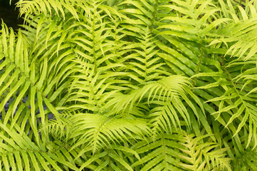 Green yellow fern leaves. Tropical nature background