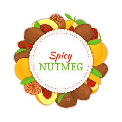 Round white frame composed of Nutmeg spice fruit. Vector card illustration.