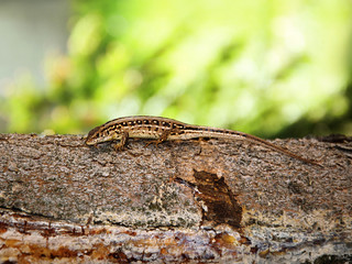 Lizard on the tree