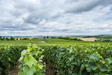 Vineyard landscape in France