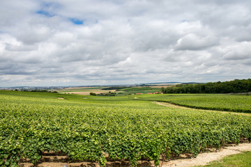 Fototapeta na wymiar Vineyard landscape in France