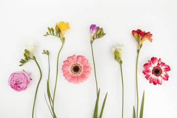 Fiori di campo