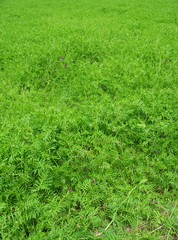 カラスノエンドウ茂る野原