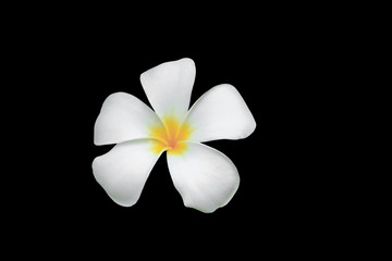 Plumeria flower  isolated on black background and clipping path ( Common name pocynaceae,Frangipani , Pagoda tree, Temple tree )