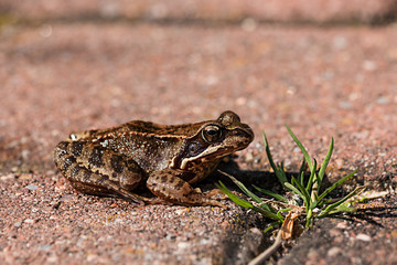 Kröte 
