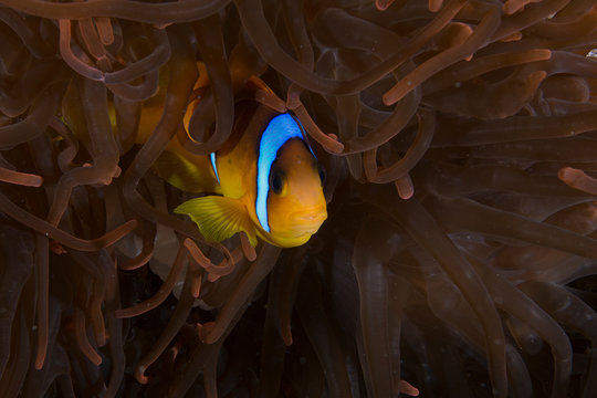 Clownfish (amphiprion bicinctus) among anemone, Marsa Alam, Egypt