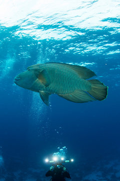 Scuba diver photographing Humphead whale (cheilinus undulatus), Red Sea, Marsa Alam, Egypt