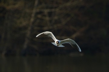 Lonely seagull in flight	