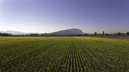 Rapeseed Fields in Spring Bloom