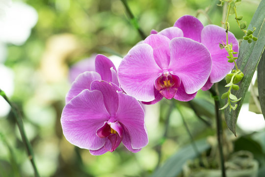 Beautiful Pink Orchids Flower In Garden