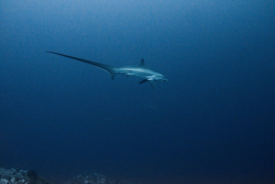 Rare thresher shark (alopias vulpinus), underwater view, Brothers island, Egypt