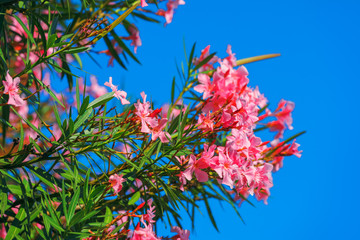 Beautiful pink nerium oleander flowers against blue sky