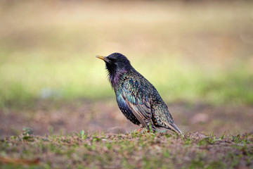 Common starling (Sturnus vulgaris)