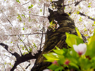 Japanese cherry blossom