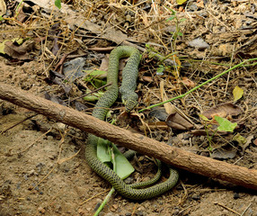Snake