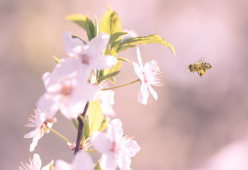 Fresh spring flower blossom on tree