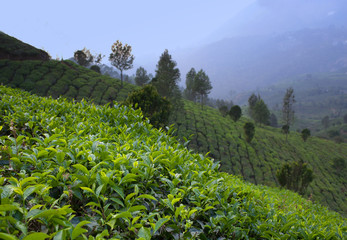 Tea plantations in Munnar, Kerala, South India