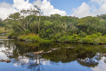Canyon river and forest reflection