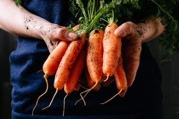Organic fresh harvested vegetables. Farmer's hands holding fresh carrots, closeup