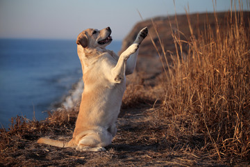 Smart labrador retriever