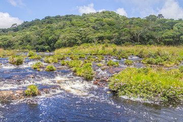 Canyon stream and forest in background