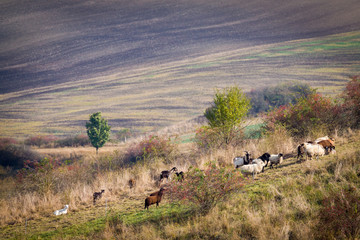 Black and white goats and sheeps na Moravian Fields in Czechia.