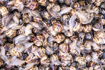 Closeup of a bunch of snails, top view. Background