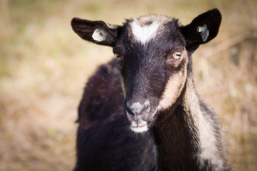 Portrait of a black goat without horns. Farm animal.
