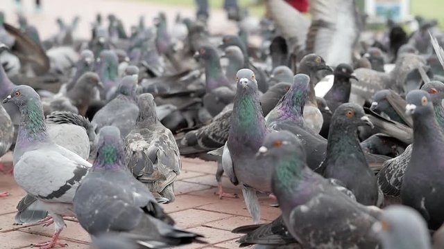 Pigeons being fed in the park near Durban beach front and city - Slow motion HD