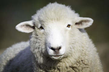 Portrait of white sheep. Farm animal.