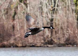 Canadian Goose flying over a lake
