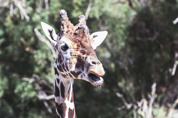 Portrait de girafe