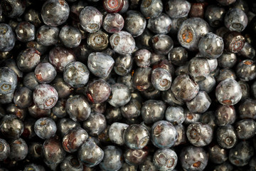 Organic blueberry background.